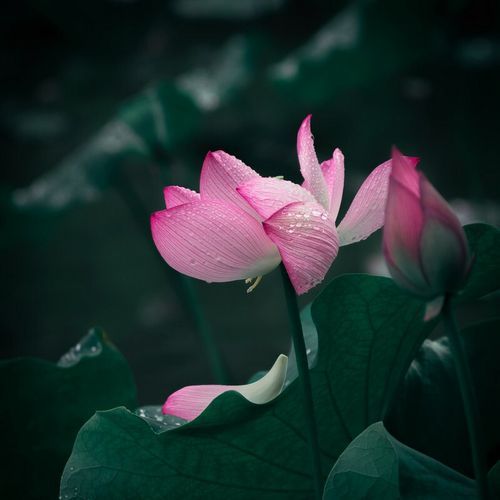 佳能EF 24mm f1.4L II USM值得买吗_24mm广角定焦镜头推荐-第2张图片-星辰妙记 佳能EF 24mm f1.4L II USM值得买吗_24mm广角定焦镜头推荐-第2张图片-星辰妙记