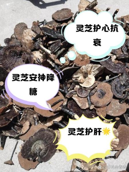 孕妇可以吃灵芝吗_孕期吃灵芝的注意事项-第2张图片-星辰妙记 孕妇可以吃灵芝吗_孕期吃灵芝的注意事项-第2张图片-星辰妙记