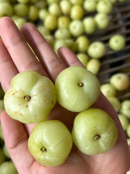 孕妇能吃油柑吗_油柑对胎儿有影响吗-第1张图片-星辰妙记 孕妇能吃油柑吗_油柑对胎儿有影响吗-第1张图片-星辰妙记