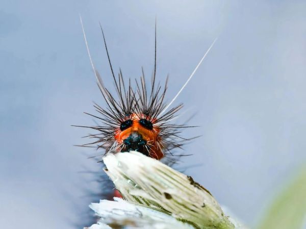 微距摄影镜头怎么选_微距镜头哪个牌子好-第3张图片-星辰妙记